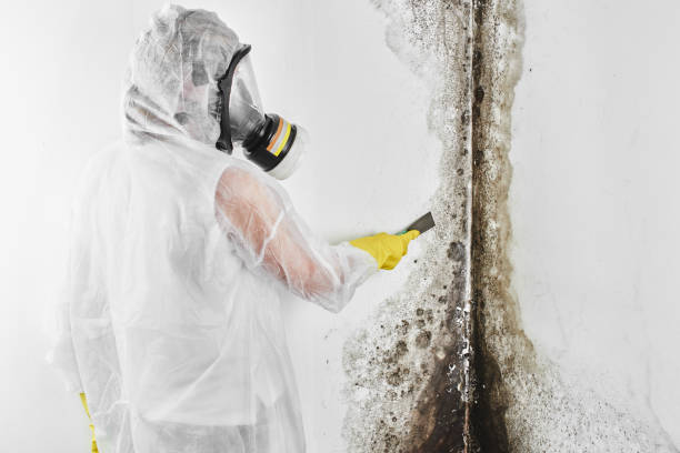 Best Mold Remediation  in Benson, NC