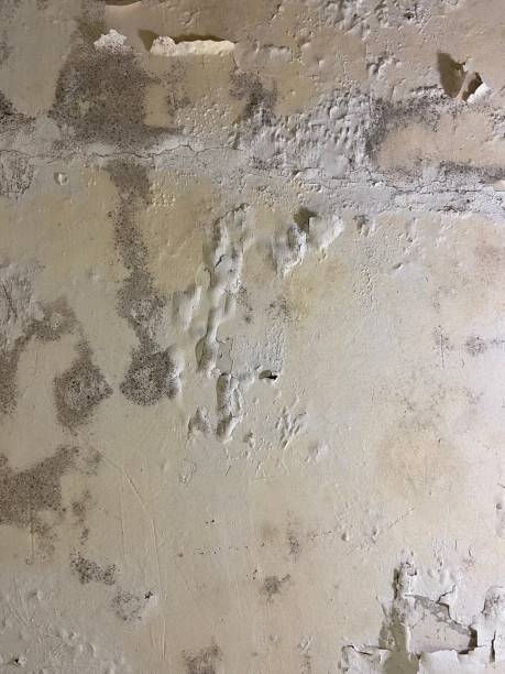  Benson, NC Mold Removal Pros