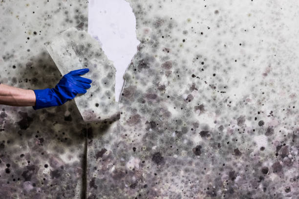 Best Toxic Mold Removal  in Benson, NC
